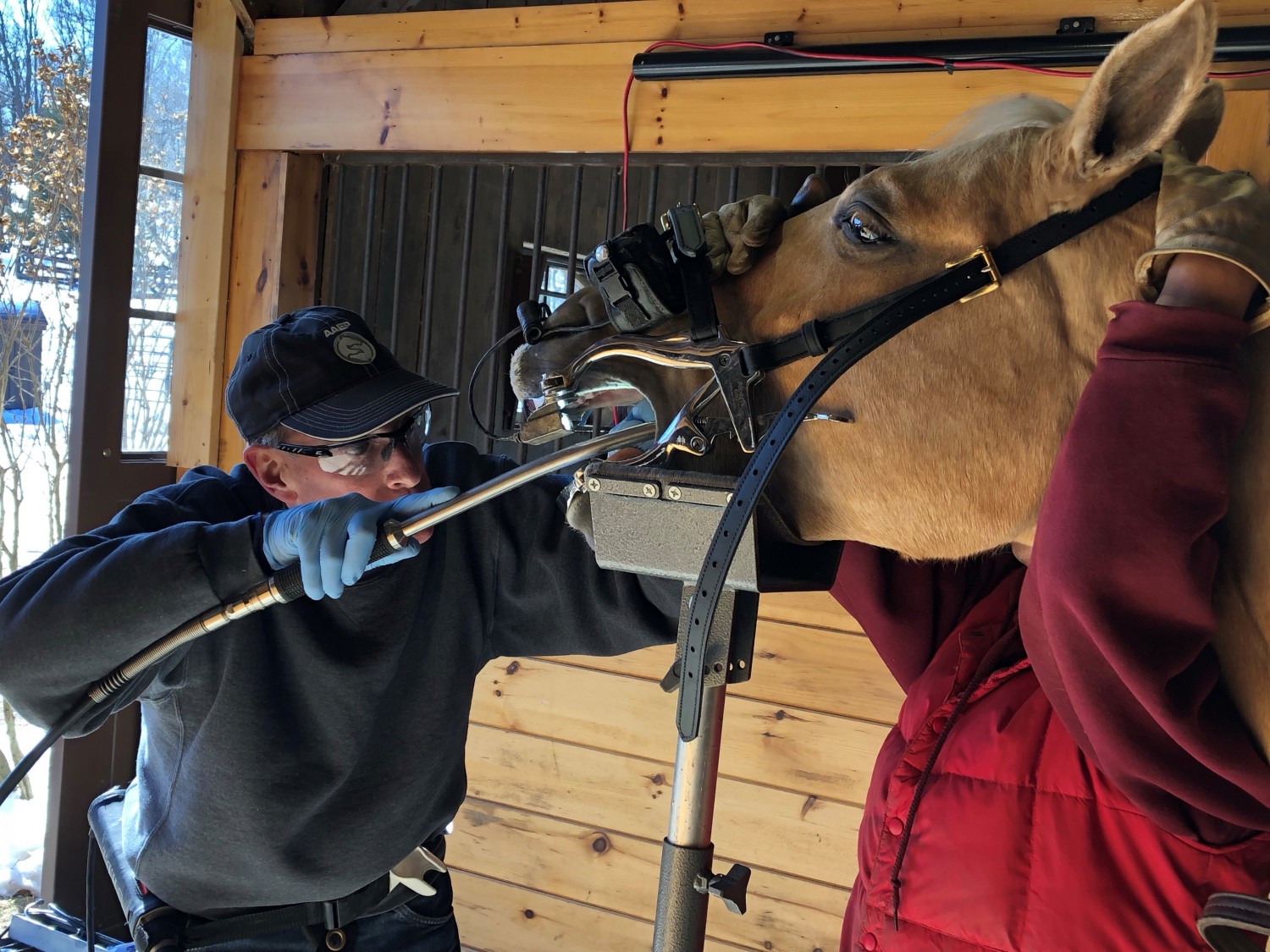 Horse receiving Oral Exam