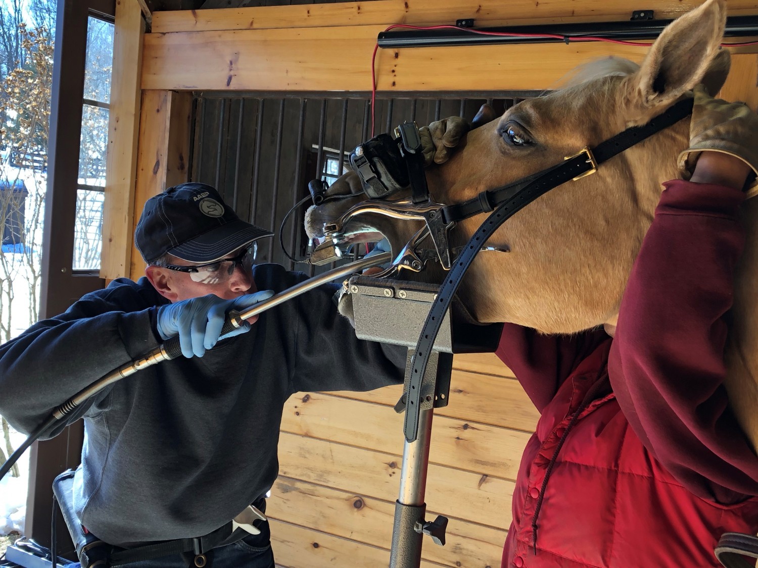 Horse receiving Oral Exam Horse receiving Oral Exam
